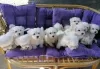 Photo №1. maltese dog - for sale in the city of Unna | Is free | Announcement № 130236