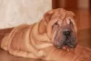 Additional photos: Shar Pei puppies