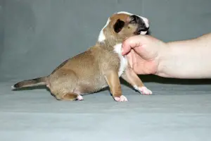 Additional photos: Standard Bull Terrier puppies