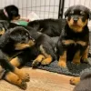 Photo №1. rottweiler - for sale in the city of Borlänge | 375$ | Announcement № 13386