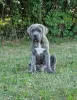 Additional photos: Cane Corso Italiano Puppies (FCI)