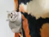 Photo №4. I will sell scottish fold in the city of Измир. from nursery - price - negotiated