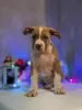 Additional photos: American Bully puppy