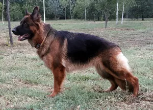 Additional photos: Long haired german shepherd