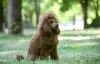 Additional photos: Toy Poodle Puppies