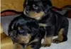 Photo №1. rottweiler - for sale in the city of Berlin | Is free | Announcement № 126697