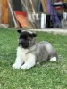 Photo №2 to announcement № 94210 for the sale of american akita - buy in Serbia 