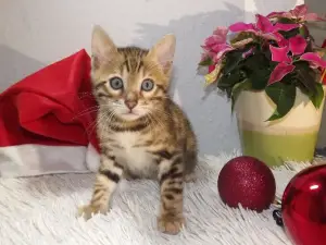 Photo №2 to announcement № 728 for the sale of bengal cat - buy in Germany private announcement