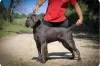 Additional photos: Cane Corso puppies