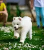 Photo №3. Samoyed, two male puppies. Serbia