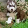 Photo №1. siberian husky - for sale in the city of Malolos | negotiated | Announcement № 52206