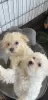 Photo №3. Male and female Maltipoo . United States