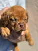 Additional photos: Dog de Bordeaux puppies