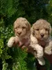 Photo №3. Poodle puppies. Serbia