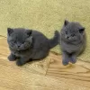 Photo №1. british shorthair - for sale in the city of Wuppertal | Is free | Announcement № 112352