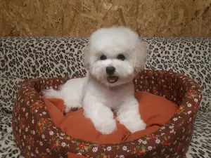 Additional photos: Bichon Frize Puppies