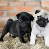 Photo №1. pug - for sale in the city of Штутгарт | 423$ | Announcement № 106094