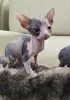 Additional photos: Kittens Don Sphynx gum