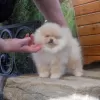 Additional photos: Szpic Pomeranian puppies male and female puppies.