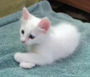 Photo №2 to announcement № 552 for the sale of turkish angora - buy in Belarus private announcement