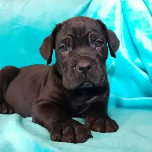 Additional photos: Puppies of Cane Corso breed are offered for sale.