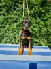 Additional photos: Doberman