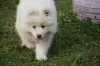 Additional photos: Samoyed females