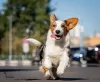 Additional photos: Welsh Corgi Cardigan, puppy