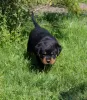 Photo №1. rottweiler - for sale in the city of Калинковичи | 1057$ | Announcement № 51860