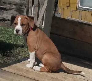 Photo №3. Amstaff puppies are offered.. Russian Federation