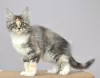 Photo №1. maine coon - for sale in the city of Kazan | negotiated | Announcement № 6360