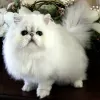 Photo №1. persian cat - for sale in the city of Berdorf | 12$ | Announcement № 11022