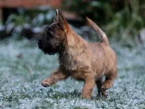 Additional photos: Girls Cairn Terrier