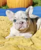 Photo №4. I will sell french bulldog in the city of Лидс. private announcement - price - Is free