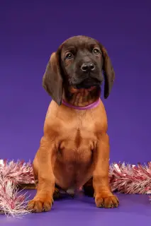 Photo №3. Bavarian mountain hound. Russian Federation