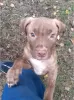 Additional photos: Pit bull terrier puppy