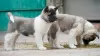 Additional photos: American Akita puppies for sale