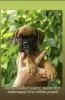 Photo №2 to announcement № 110716 for the sale of boxer - buy in Uzbekistan private announcement