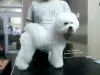 Additional photos: Bichon Frize (Curly Bichon) top male