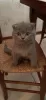 Photo №1. scottish fold - for sale in the city of Монсегюр | negotiated | Announcement № 19725