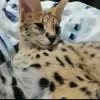 Photo №2 to announcement № 92965 for the sale of savannah cat - buy in Guam private announcement, from nursery, from the shelter, breeder