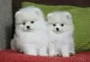 Photo №3. Pomeranian Spitz puppies for adoption. Germany