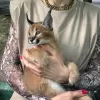 Photo №3. Caracal serval and F1 Savannah kittens available. Germany