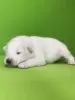 Additional photos: Samoyed puppies