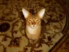 Photo №3. Abyssinian cat Vyatka Moscow in Russian Federation. Announcement № 131744