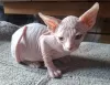 Photo №4. I will sell sphynx cat in the city of Дармштадт. private announcement - price - negotiated