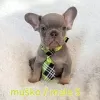 Additional photos: French bulldog puppy, exotic