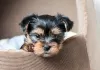 Photo №3. Entzückende Yorkie-Welpen stehen zur Adoption zur Verfügung. Germany