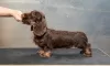 Additional photos: Miniature Wirehaired Dachshund Puppy