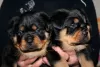 Photo №2 to announcement № 128263 for the sale of rottweiler - buy in Belarus from nursery